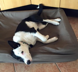 Bud in his bed