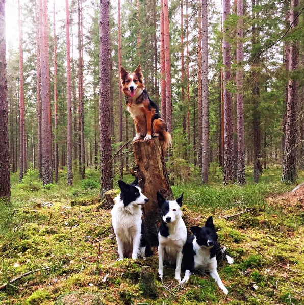 Dogs in the forest