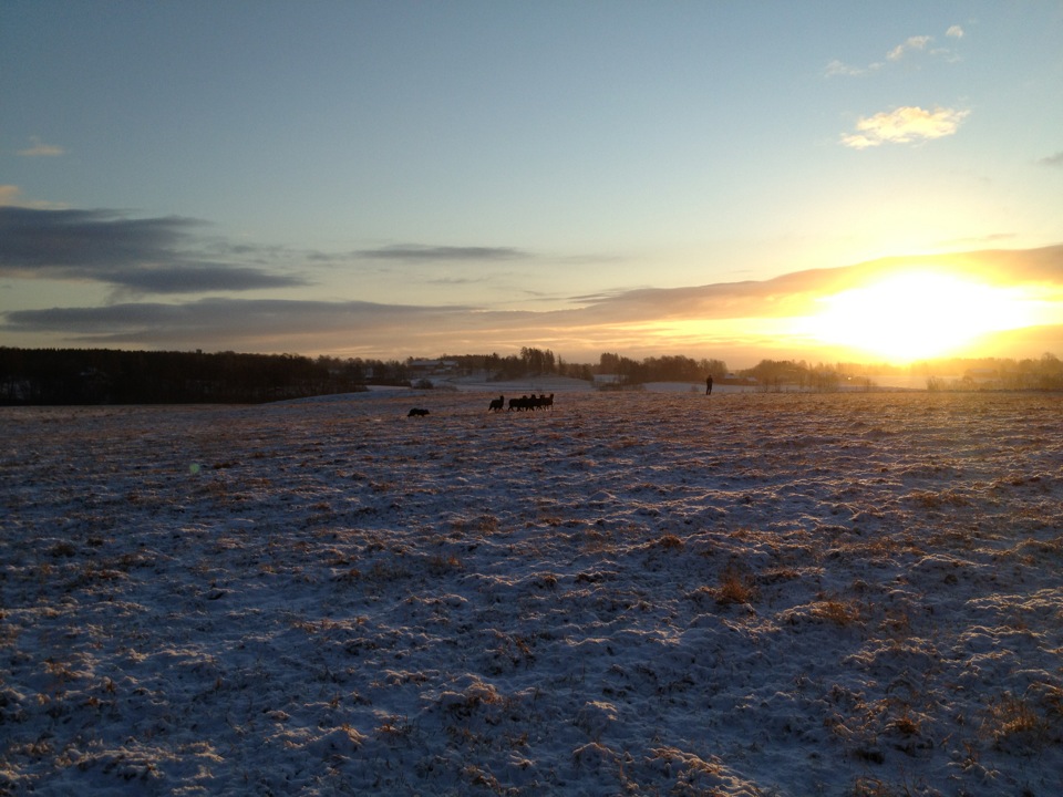 Morning herding